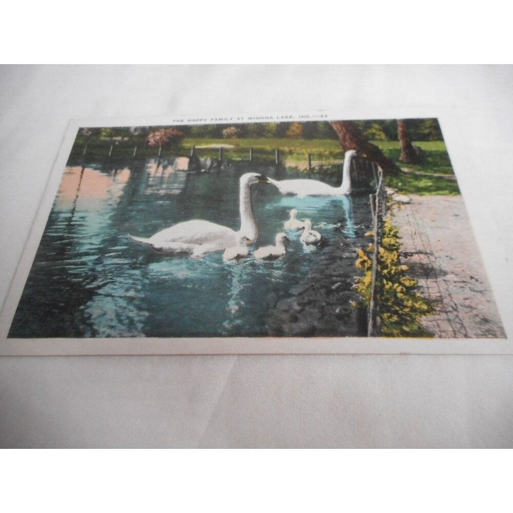 Vintage 1950s Postcard Swan Family Winona Lake IND Unposted